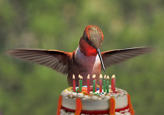 birthday-bird